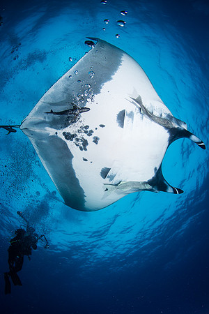 Giant Oceanic Manta and diver