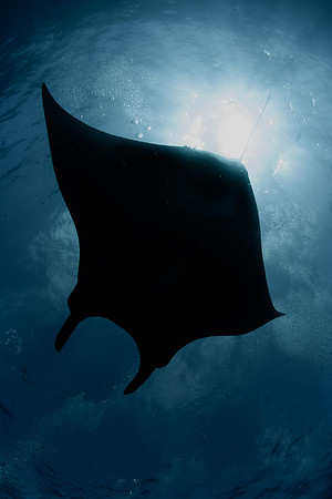 Manta Silhouette