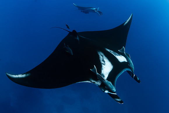 Manta Pair