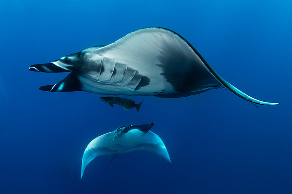 Giant Oceanic Mantas at Socorro