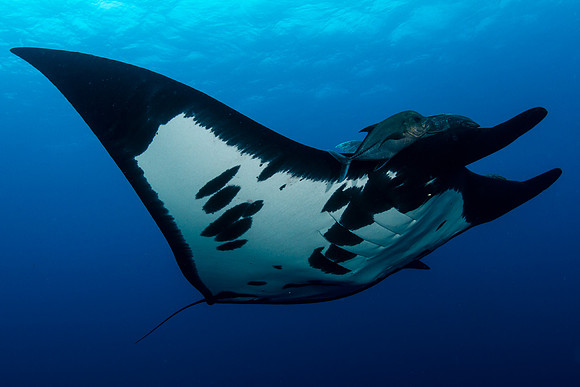 Manta
