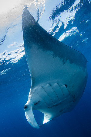 Manta in Mexico