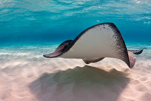 Sting Ray
