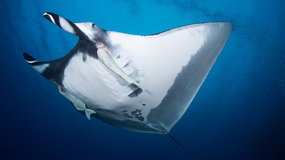 Giant Oceanic Manta at San Benidicto