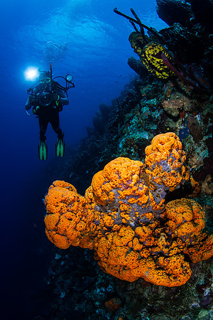Dominica