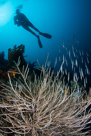 Lembeh, Indonesia